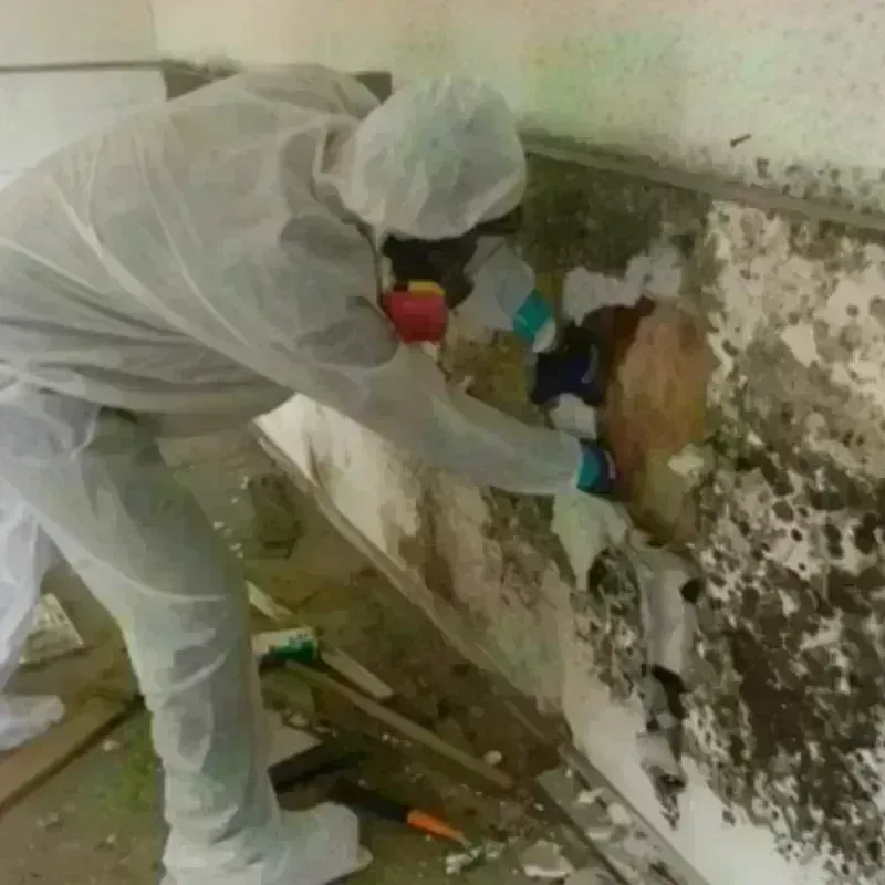 Mold Remediation and Removal in Shullsburg, WI